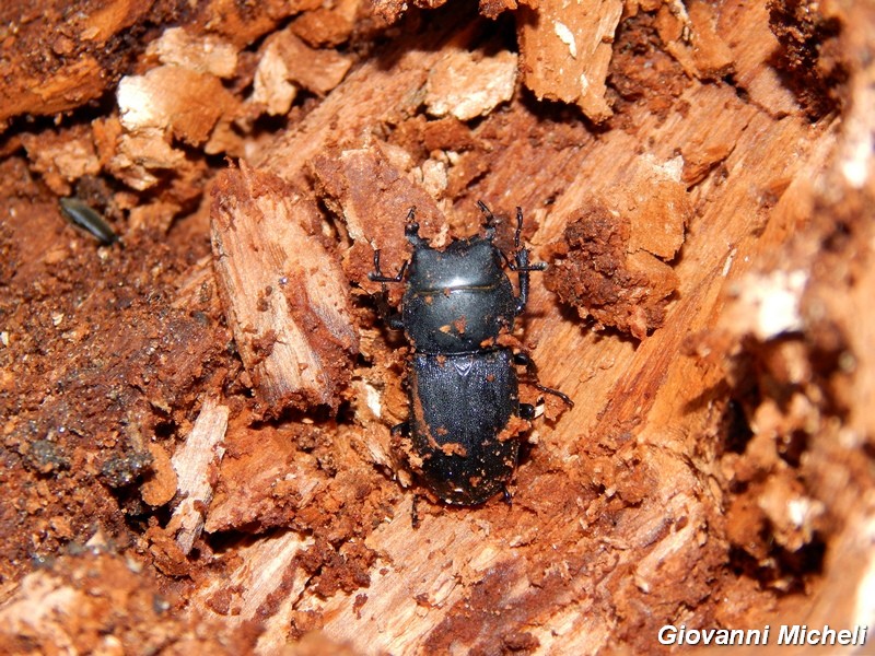 Dorcus parellepipedus Lucanidae